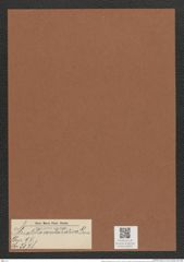 Striatella camtschatica Grun. (de-Toni-Nr.: Genus 97, Species 3078) Zeichnungen Sammlung Grunow Mappe 03303 (Herbarium_W_Grunow_drawings_Folder_03303)